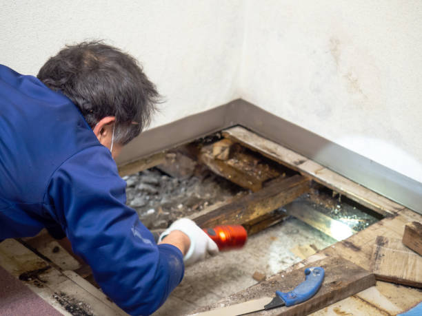 Best Mold Remediation  in De Leon Springs, FL