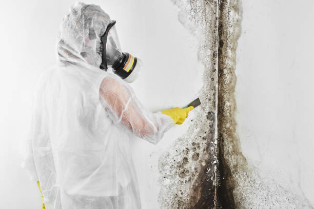 Best Mold Cleaning Services  in De Leon Springs, FL