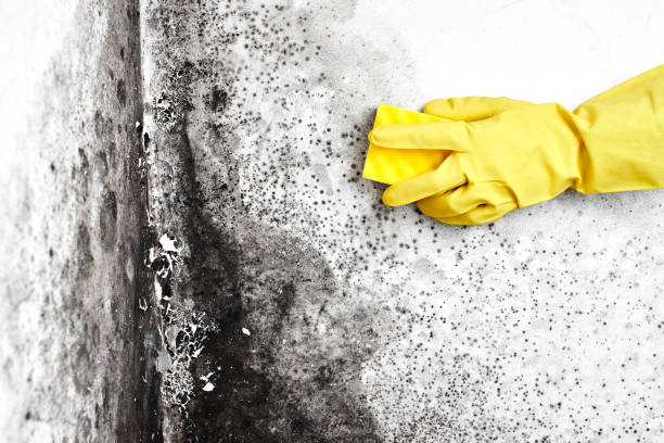 Best Certified Mold Removal  in De Leon Springs, FL