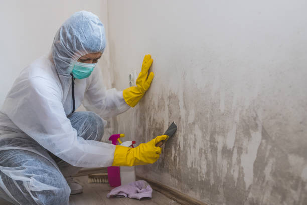 Best Home Mold Removal  in De Leon Springs, FL