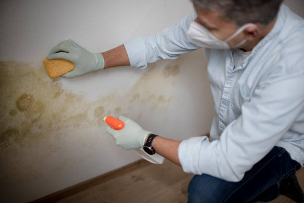 Best Toxic Mold Removal  in De Leon Springs, FL