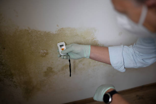 Best Commercial Mold Removal  in De Leon Springs, FL