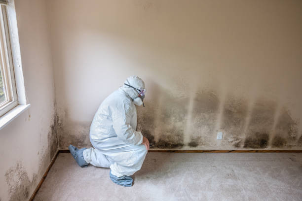 Attic Mold Removal in De Leon Springs, FL