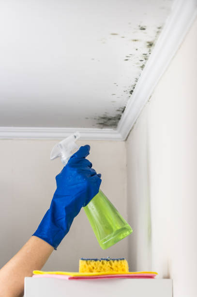 Best Same-Day Mold Removal  in De Leon Springs, FL