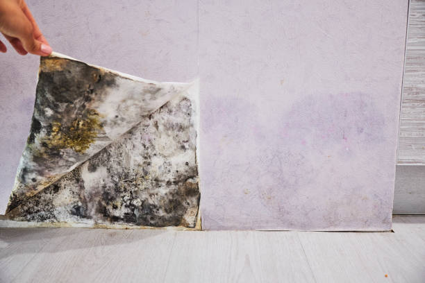 Best Mold Damage Repair  in De Leon Springs, FL